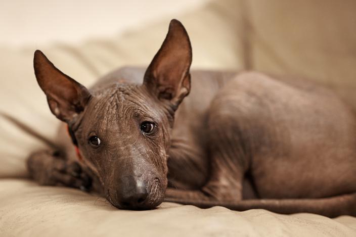 Chien nu du Mexique : origine, taille et caractère