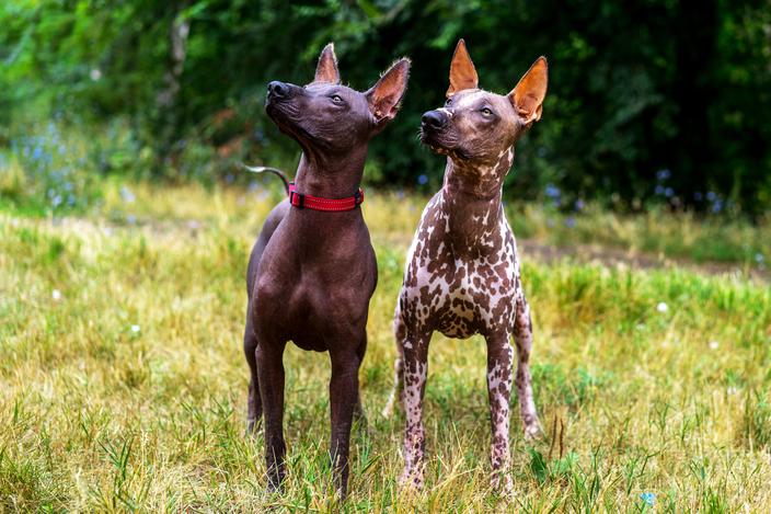 Chien nu du Mexique : origine, taille et caractère