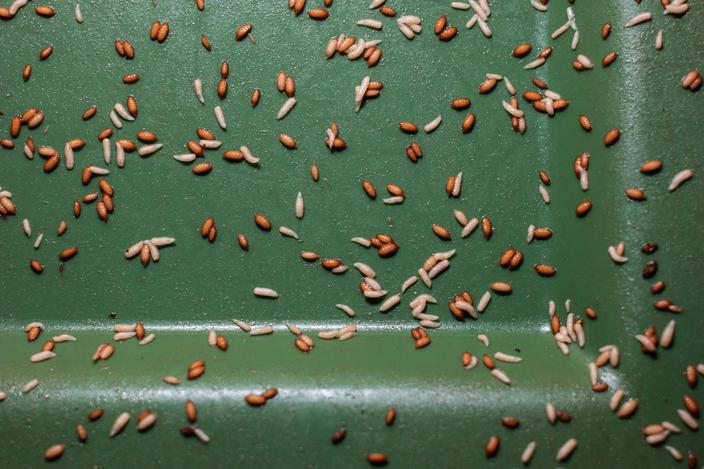 Comment éliminer définitivement les asticots dans la poubelle