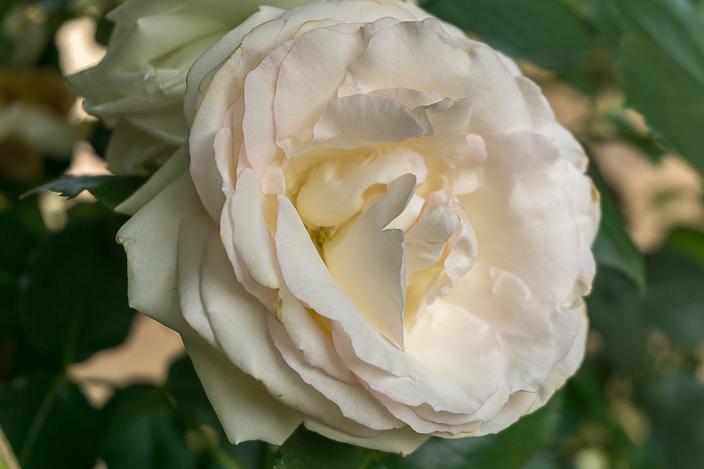Photo Fleur Rond 4 fleurs rondes à planter au jardin pour faire de jolis bouquets