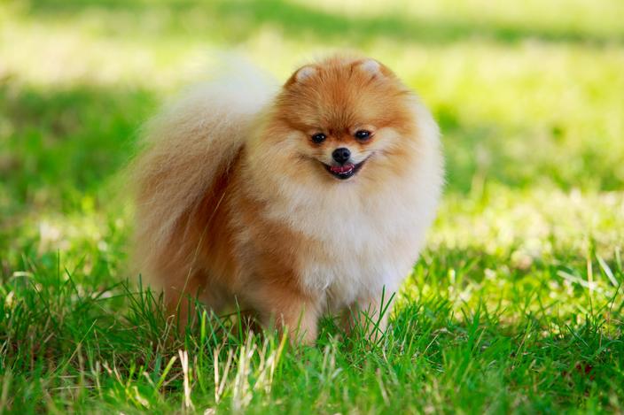 7 races de chiens parmi les plus belles du monde