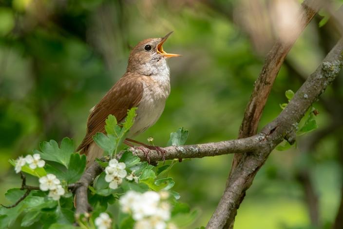 Quels sont les oiseaux qui chantent la nuit