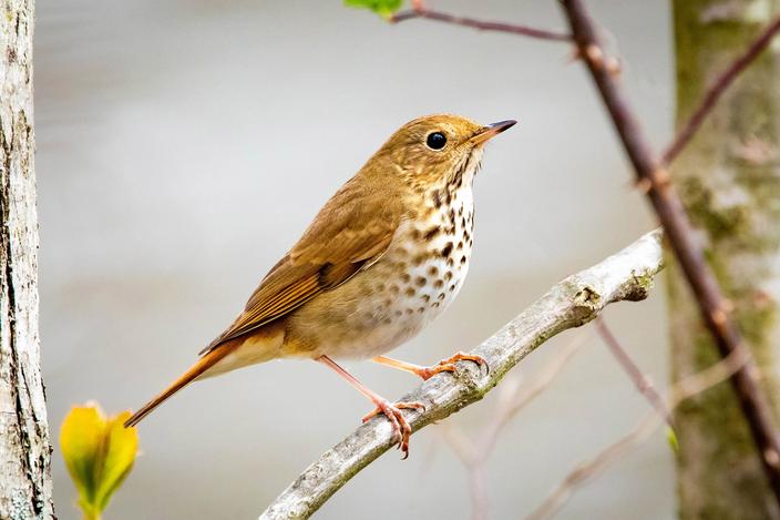Quels sont les oiseaux qui chantent la nuit