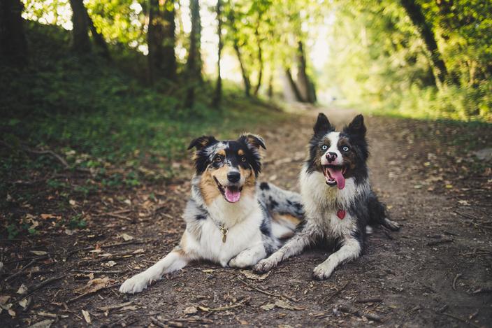 Border collie ou berger australien : comment les différencier