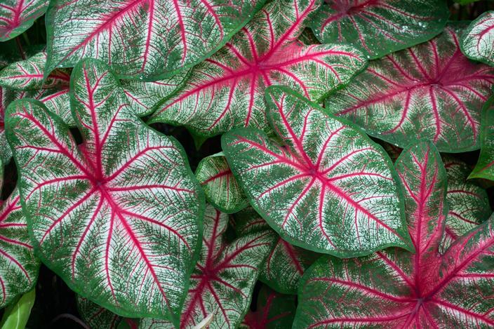 10 plantes d'intrieur colores pour gayer votre maison