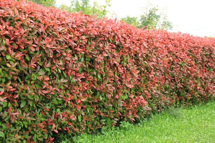 7 arbres et arbustes aux feuilles rouges