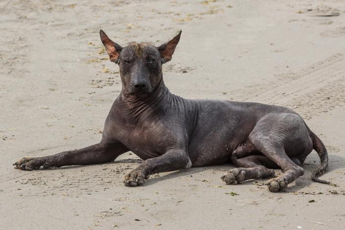 Chien nu du Pérou : caractère, santé et prix