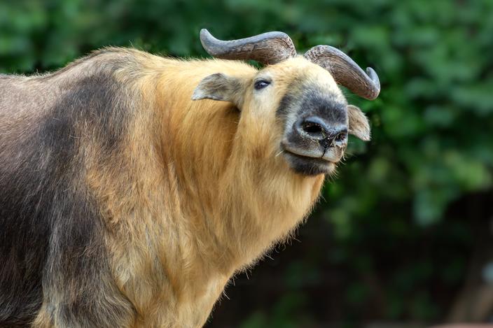 Cette chèvre géante est devenue un vrai emblème national en Chine