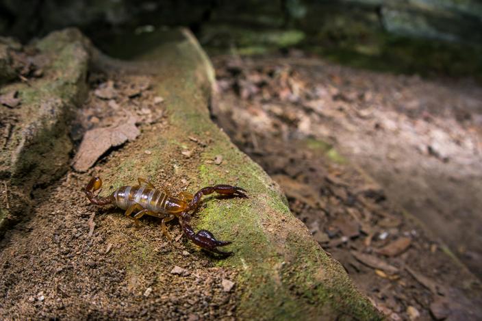 Voici les 5 espèces de scorpions que l’on peut voir en France — free download