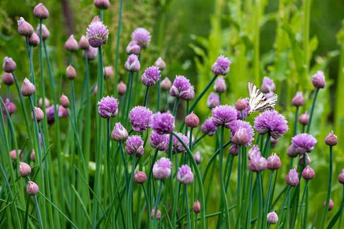 Ces 11 Fleurs Comestibles Que Vous Pouvez Cultiver Dans Votre Jardin