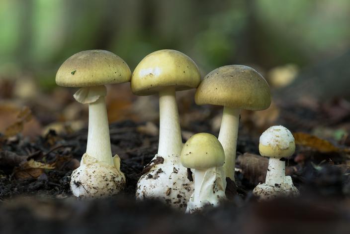 Les champignons au fil des siècles dans la culture occidentale.
