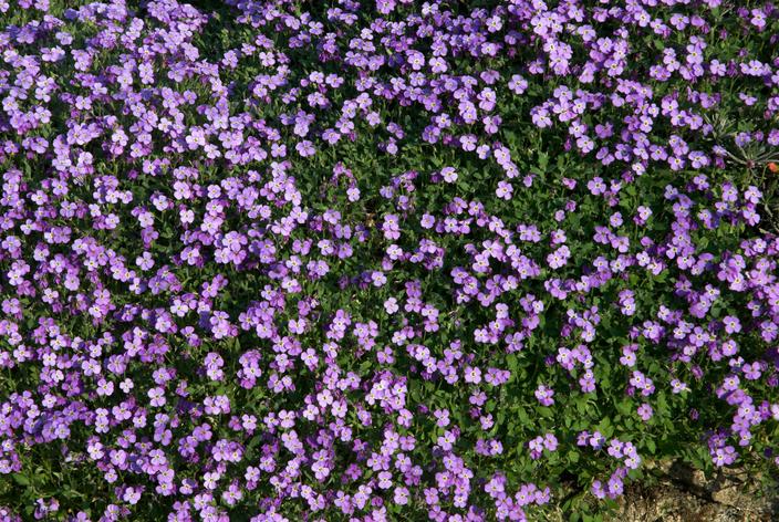6 fleurs de rocaille pour décorer un muret