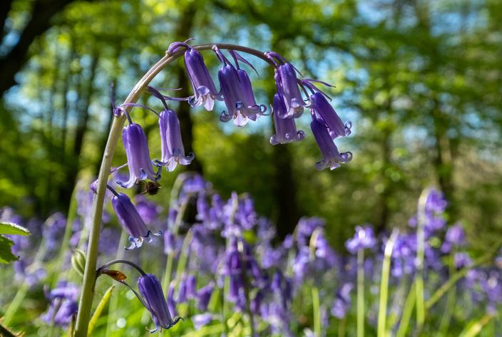Quelles sont les fleurs sauvages présentes dans les forêts françaises