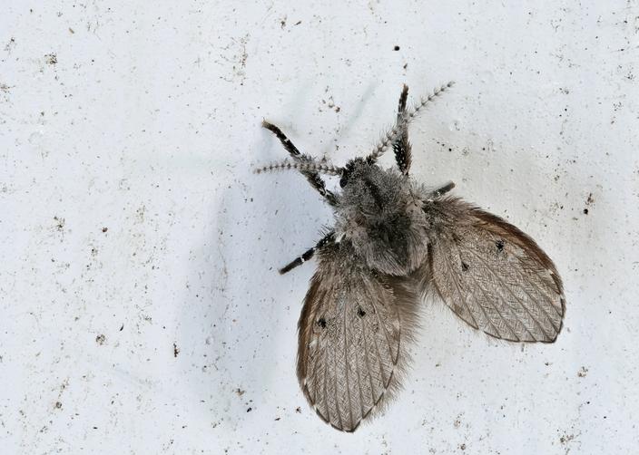 Ces 4 insectes s’épanouissent dans les salles de bains comment les — free download