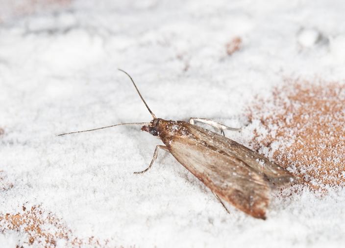 Comment identifier les insectes les plus courants dans la maison — free download