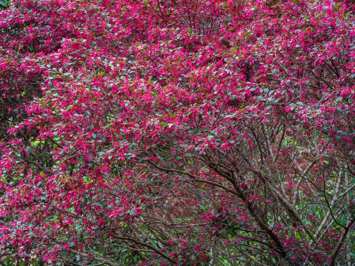 7 arbres et arbustes aux feuilles rouges