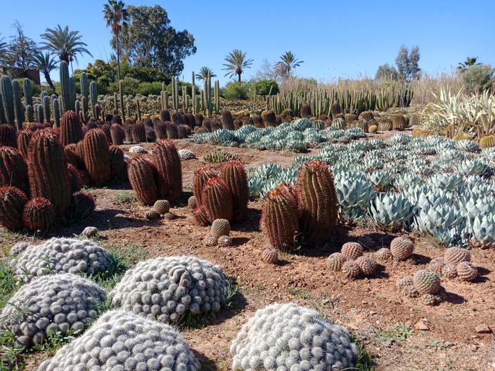 L'ACTIVITÉ : SE PIQUER DE BOTANIQUE DANS UNE PLANTATION DE CACTUS
