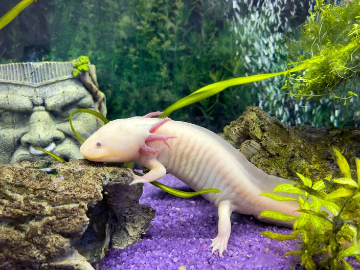 L axolotl Cet Amphibien Qui Sait R g n rer Son Corps l-axolotl-cet-amphibien-qui-sait-r-g-n-rer-son-corps