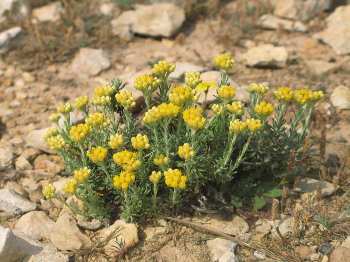 Découvrez 7 plantes qui poussent dans les dunes