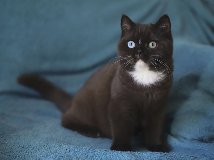 5 races de chats parmi les plus rares en France