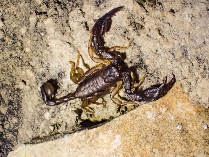 Voici les 5 espèces de scorpions que l’on peut voir en France — free download