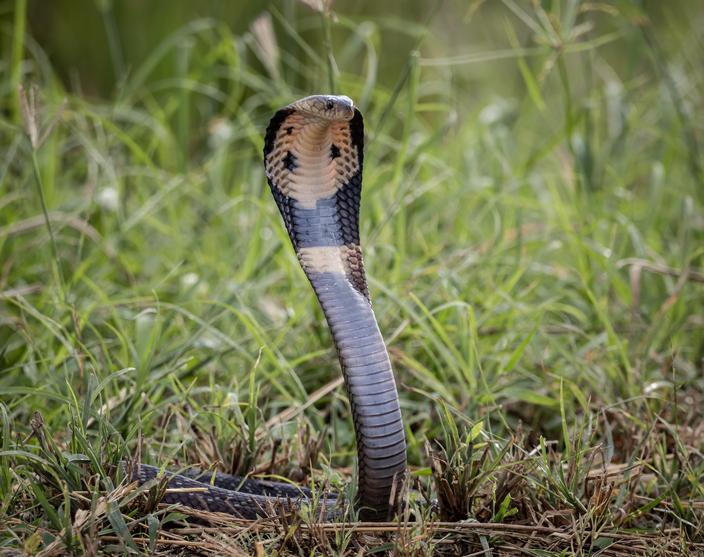 Serpent venimeux, araignée mortelle... Ces pays à éviter pour ne pas ...