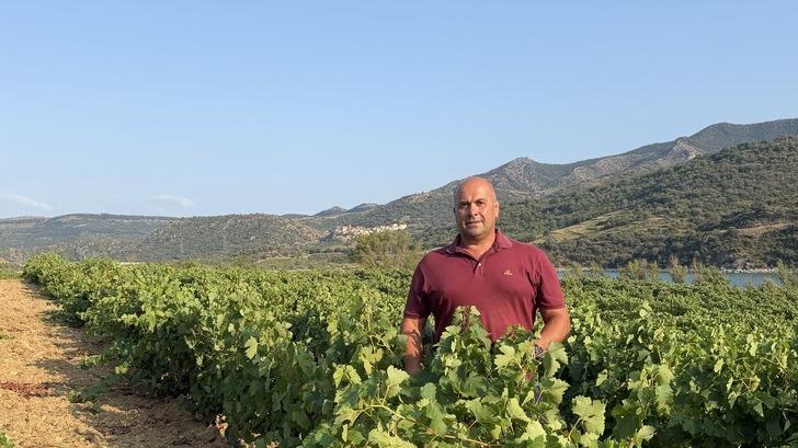 «Il faut trouver des idées originales» : une cave coopérative mise sur des vendanges naturistes pour se distinguer