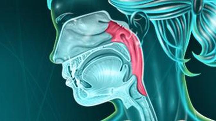 pharynx-comprendre-son-r-le-et-les-pathologies-associ-es