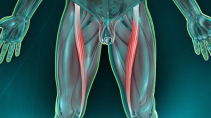 Muscle Sartorius couturier Fonction Et Traitement De La Douleur muscle-sartorius-couturier-fonction-et-traitement-de-la-douleur