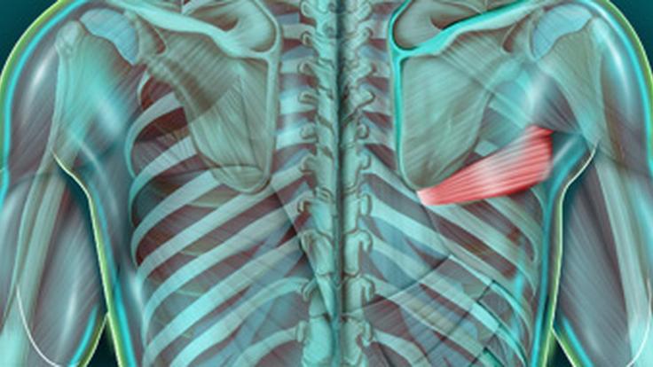 Muscle Petit Rond Qu'est-ce que le muscle petit rond et quel est son rôle