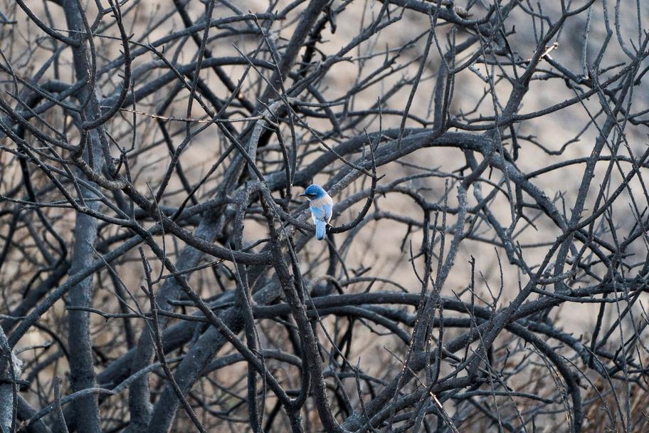 Un oiseau est perché sur les branches d’un arbre brûlé, dans le quartier de Pacific Palisades. David Ryder / REUTERS