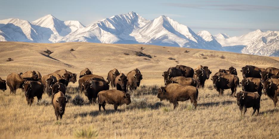 Montana : de Yellowstone à Big Sky, immersion hivernale au cœur de l’Ouest américain