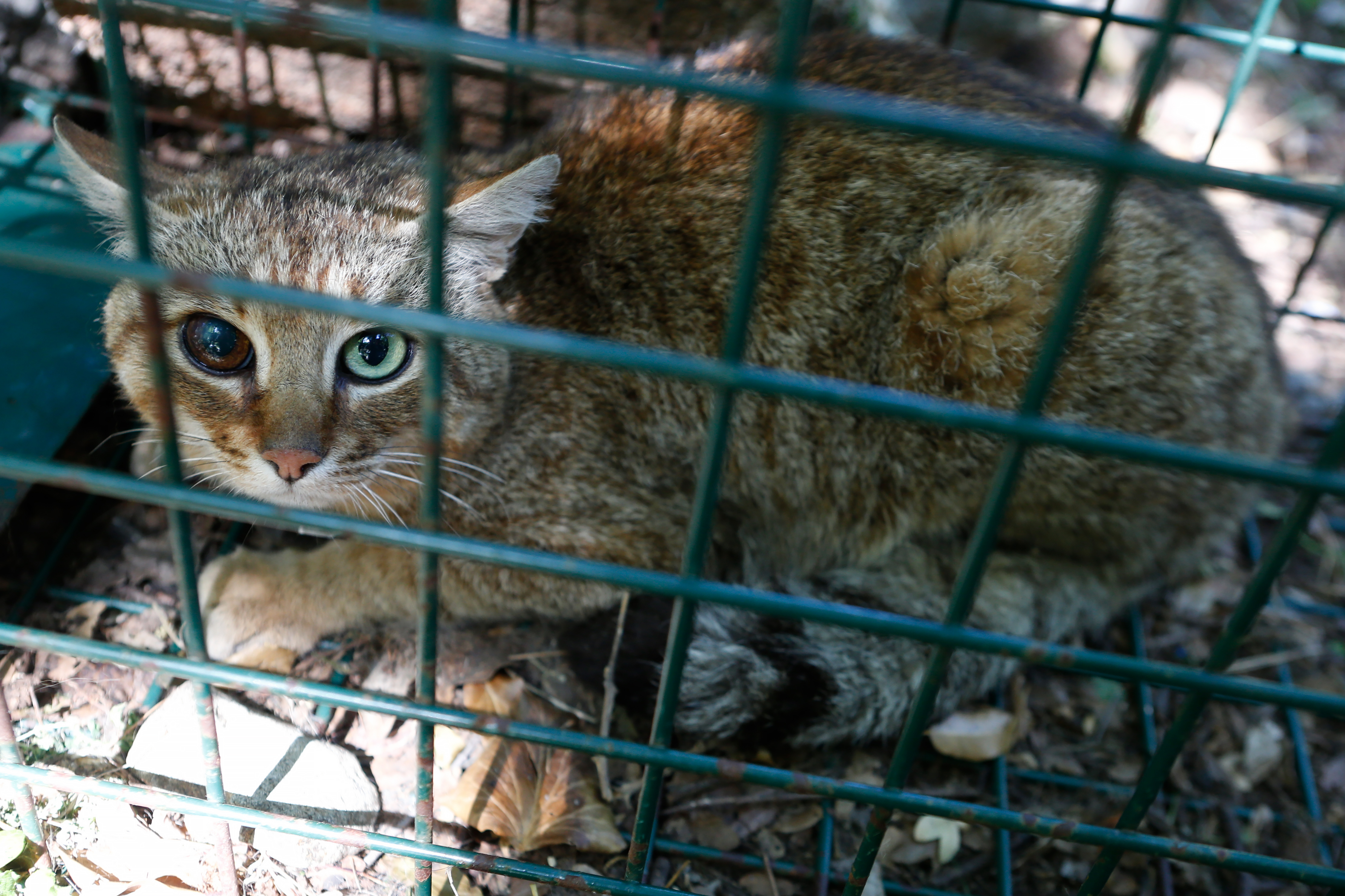 Le Chat Renard Nouvelle Espece De Felin Recensee En Corse