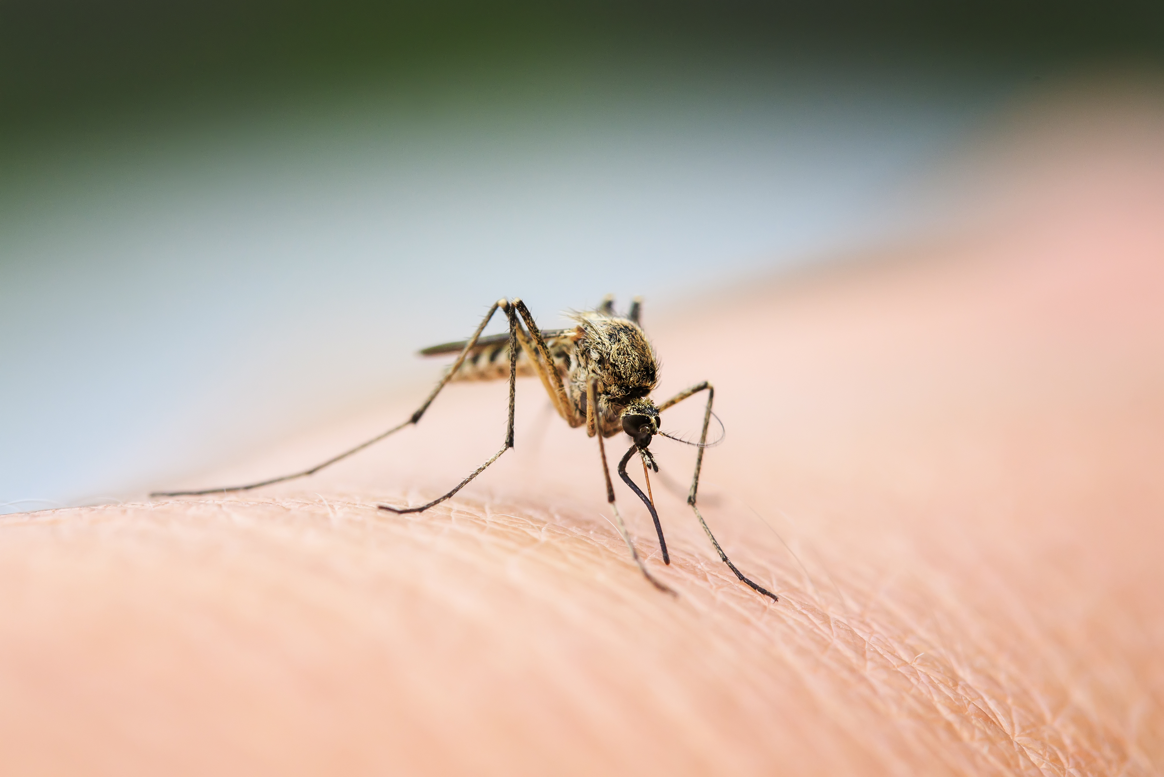 Les lâchers de moustiques modifiés pour lutter contre la dengue