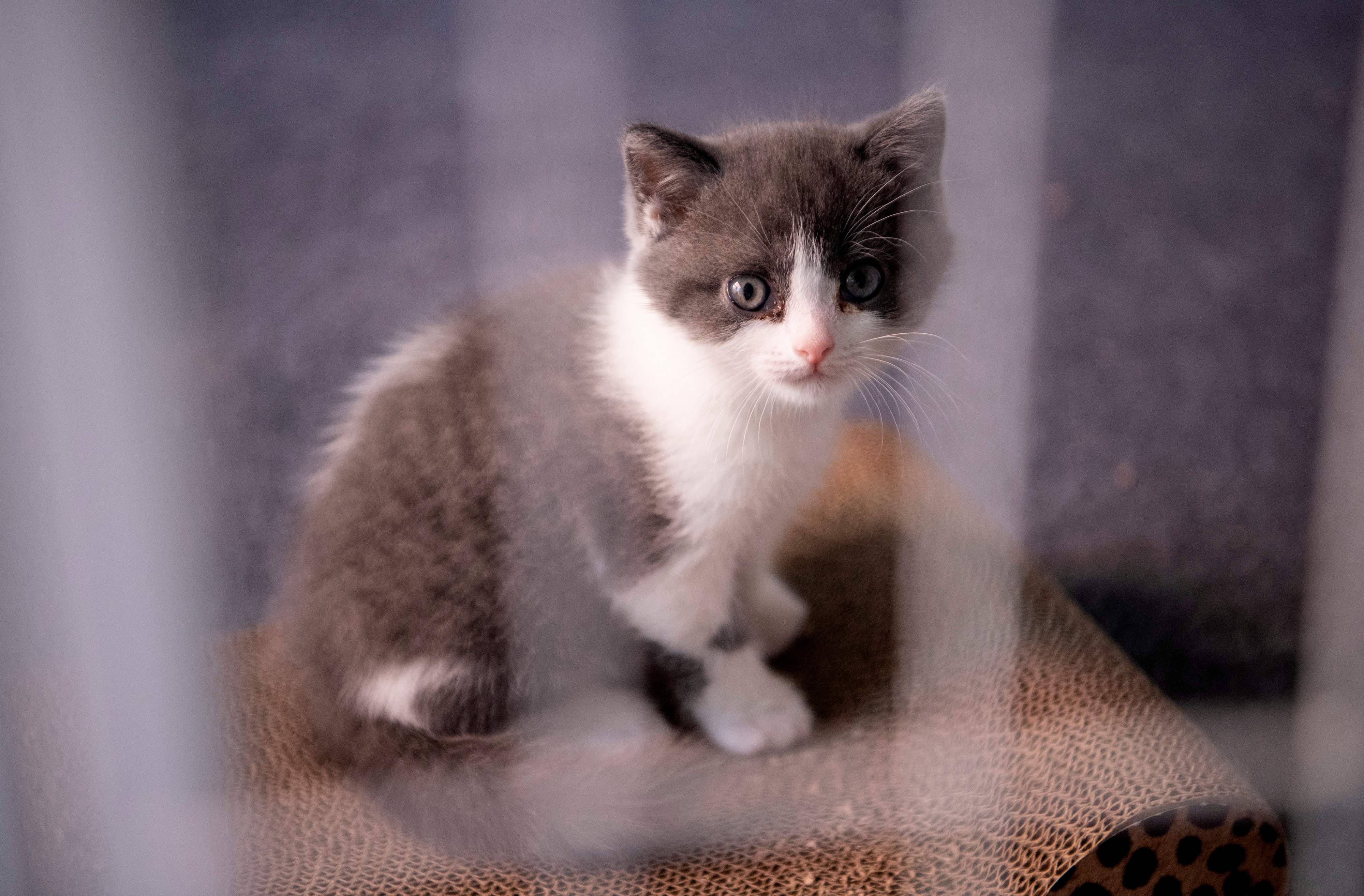 La Chine Clone Pour La Premiere Fois Un Chat Le Panda En Ligne De Mire