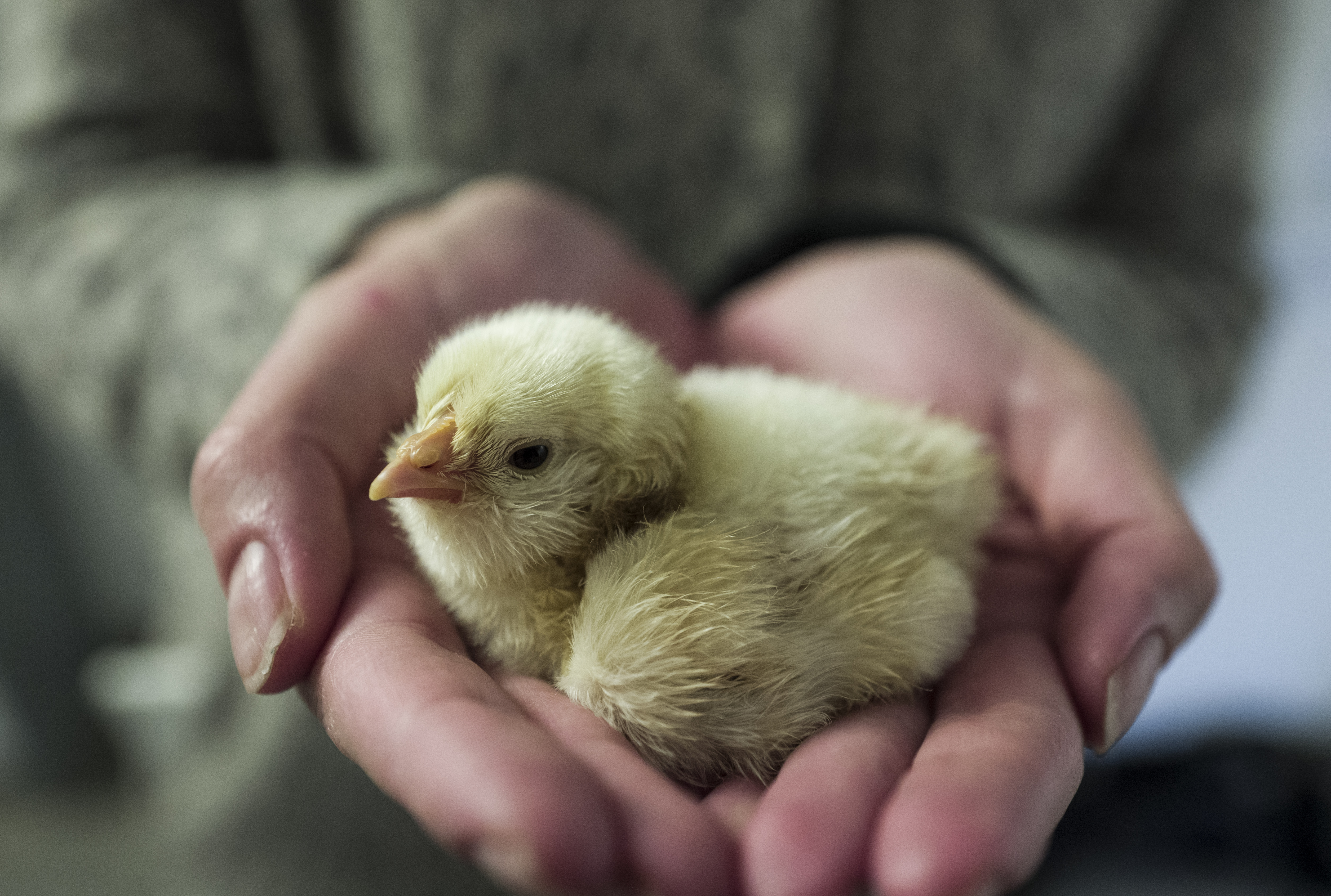 Broyage des poussins: Berlin et Paris s'entendent pour une sortie «fin 2021»