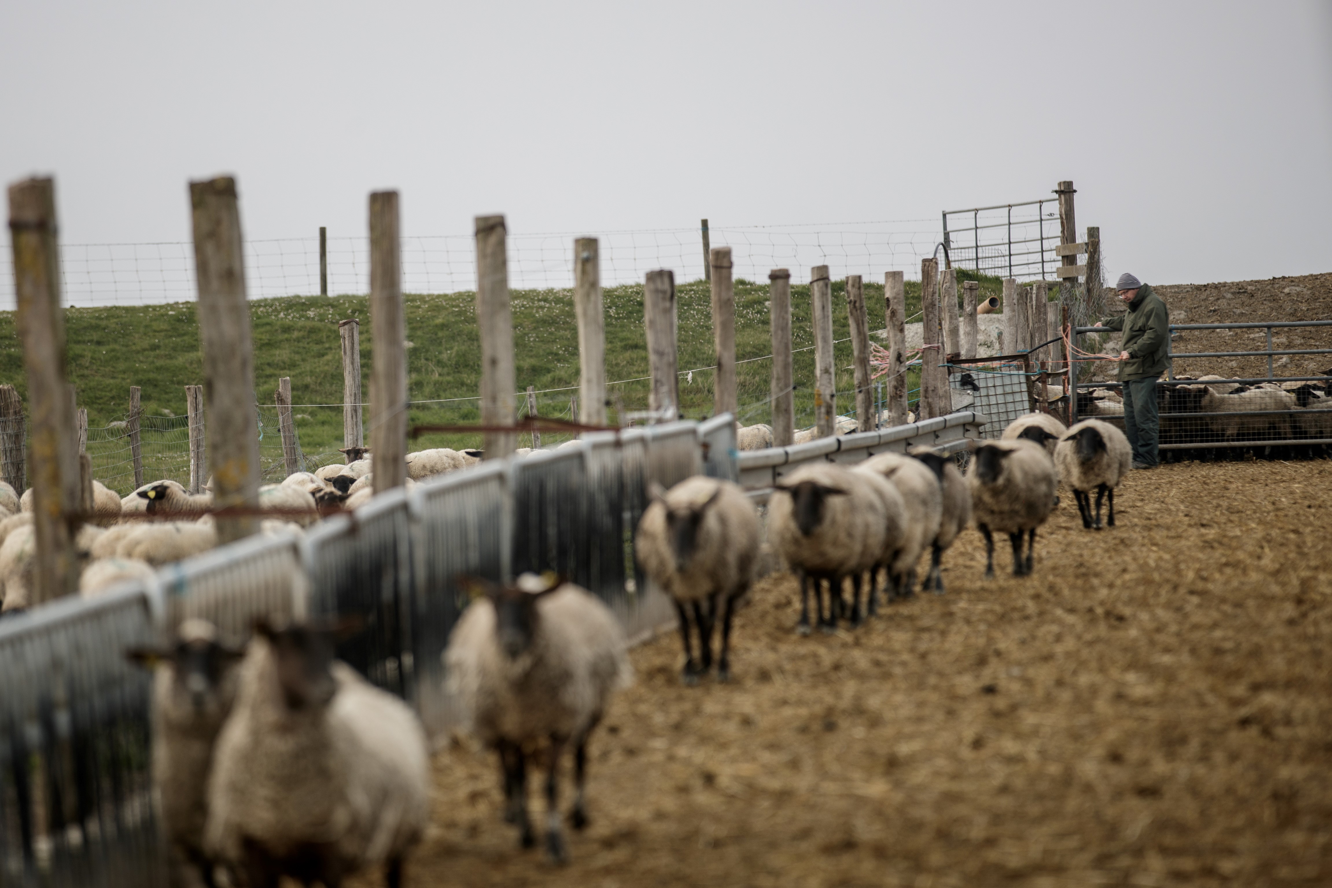 Dans les Pyr&eacute;n&eacute;es-Atlantiques, un &laquo;drive&raquo; g&eacute;ant pour &eacute;couler les stocks de viande d'agneau