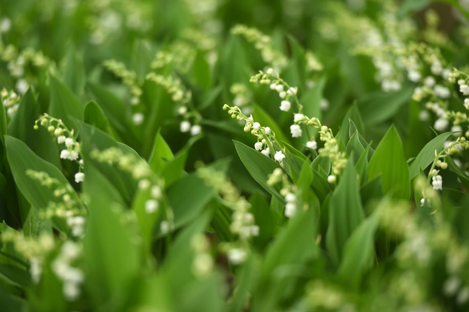 1er Mai Les Fleuristes N Ont Finalement Pas Le Droit De Vendre Du Muguet Devant Leurs Boutiques