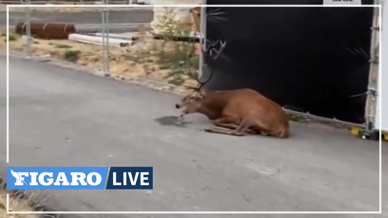 Oise Un Cerf Trouve Refuge A Compiegne Apres Une Chasse A Courre