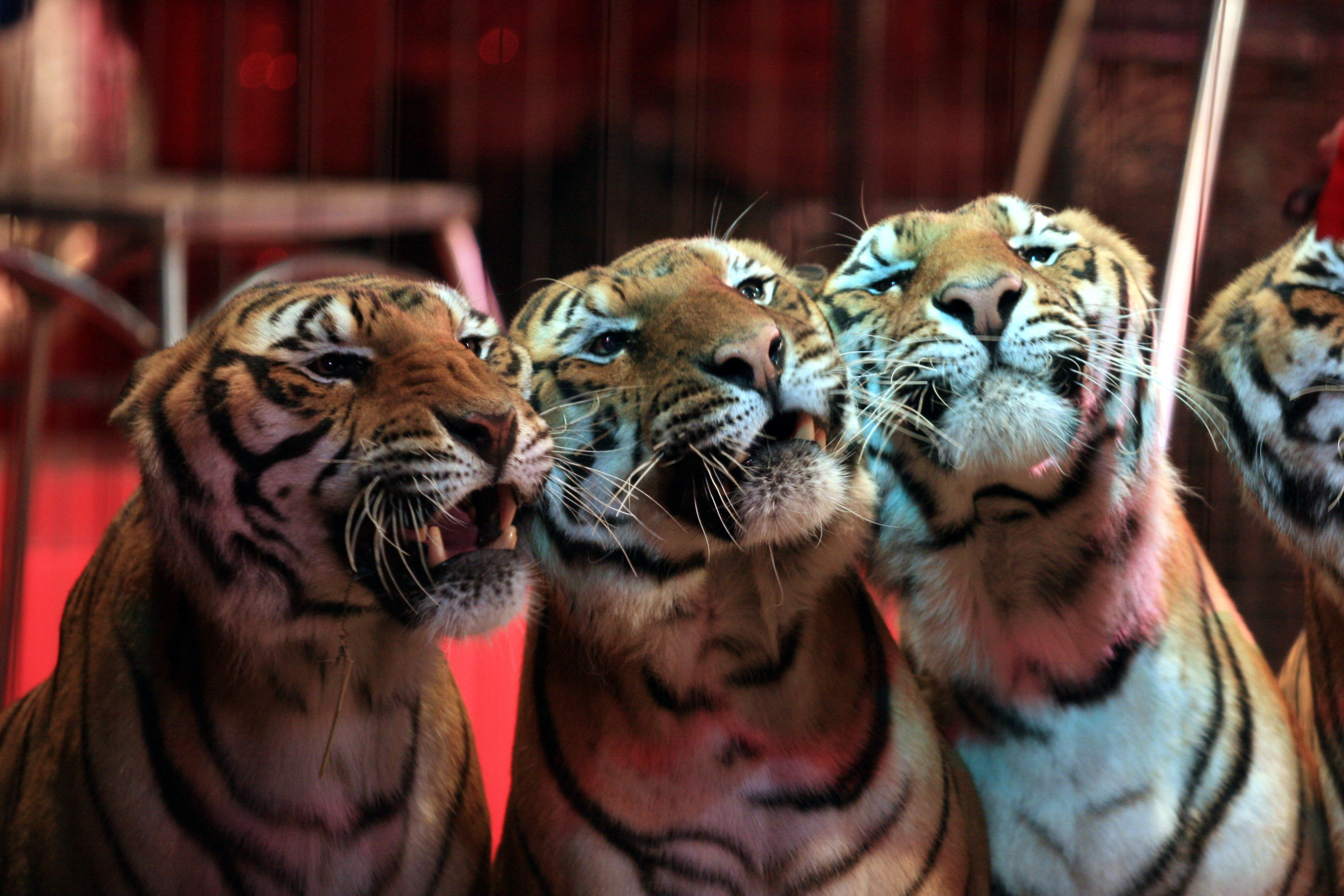 Loi Interdisant les animaux sauvages dans les cirques itinérants :  l'historique - PAZ