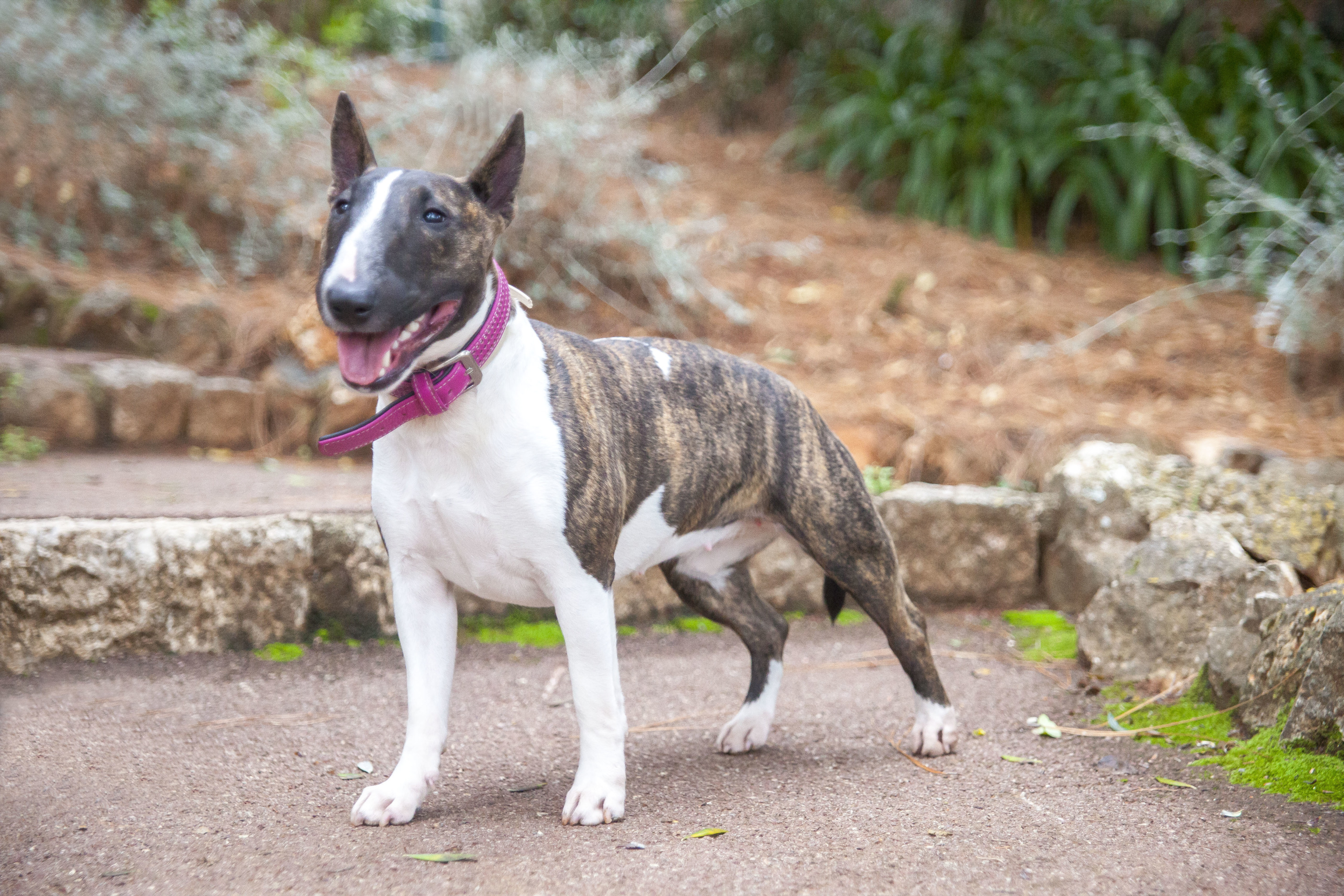Haute-Garonne : un bull-terrier retrouve son maître 5 mois après son vol au cours d'un cambriolage