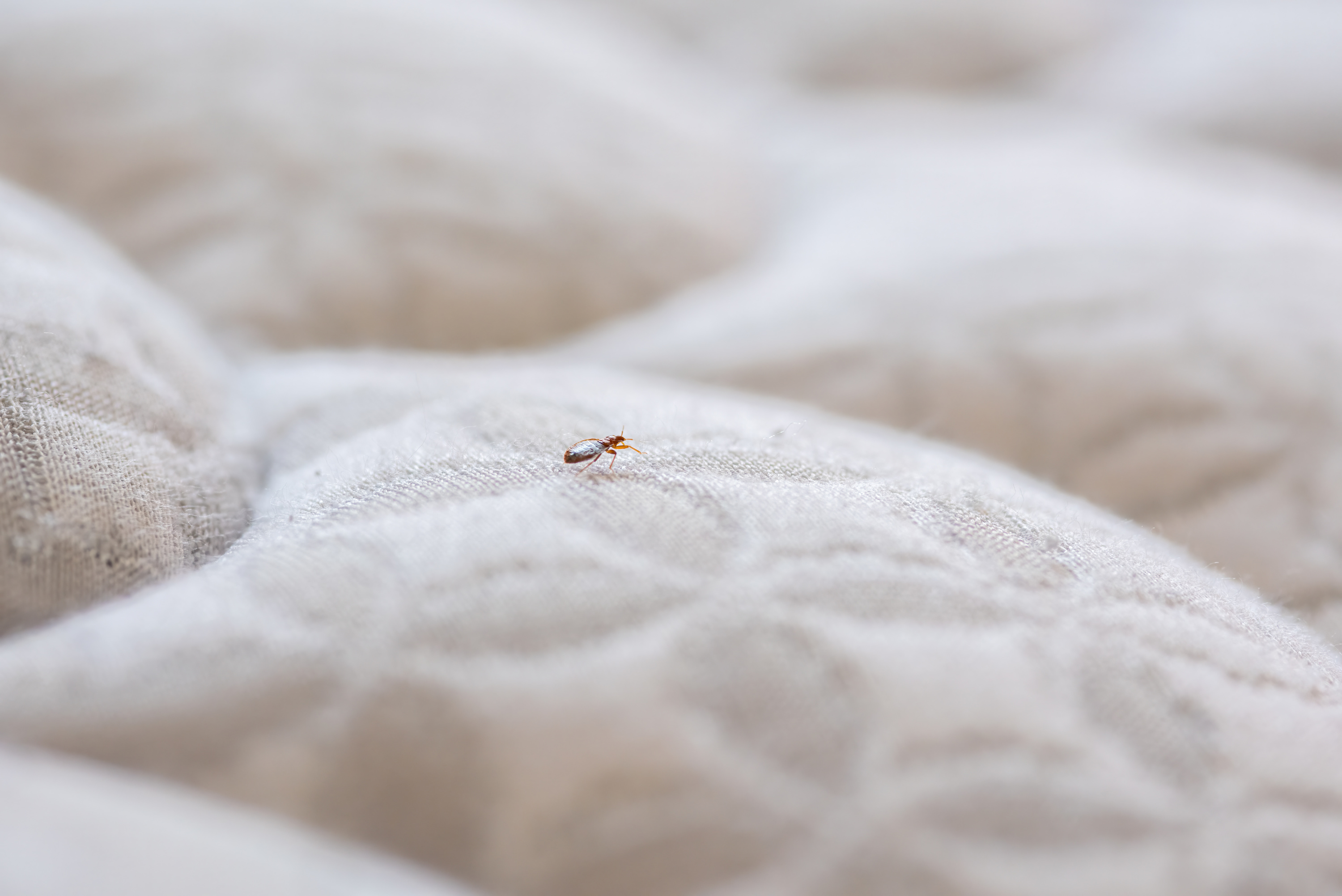 Traitement naturel des punaises de lit par pulvérisation