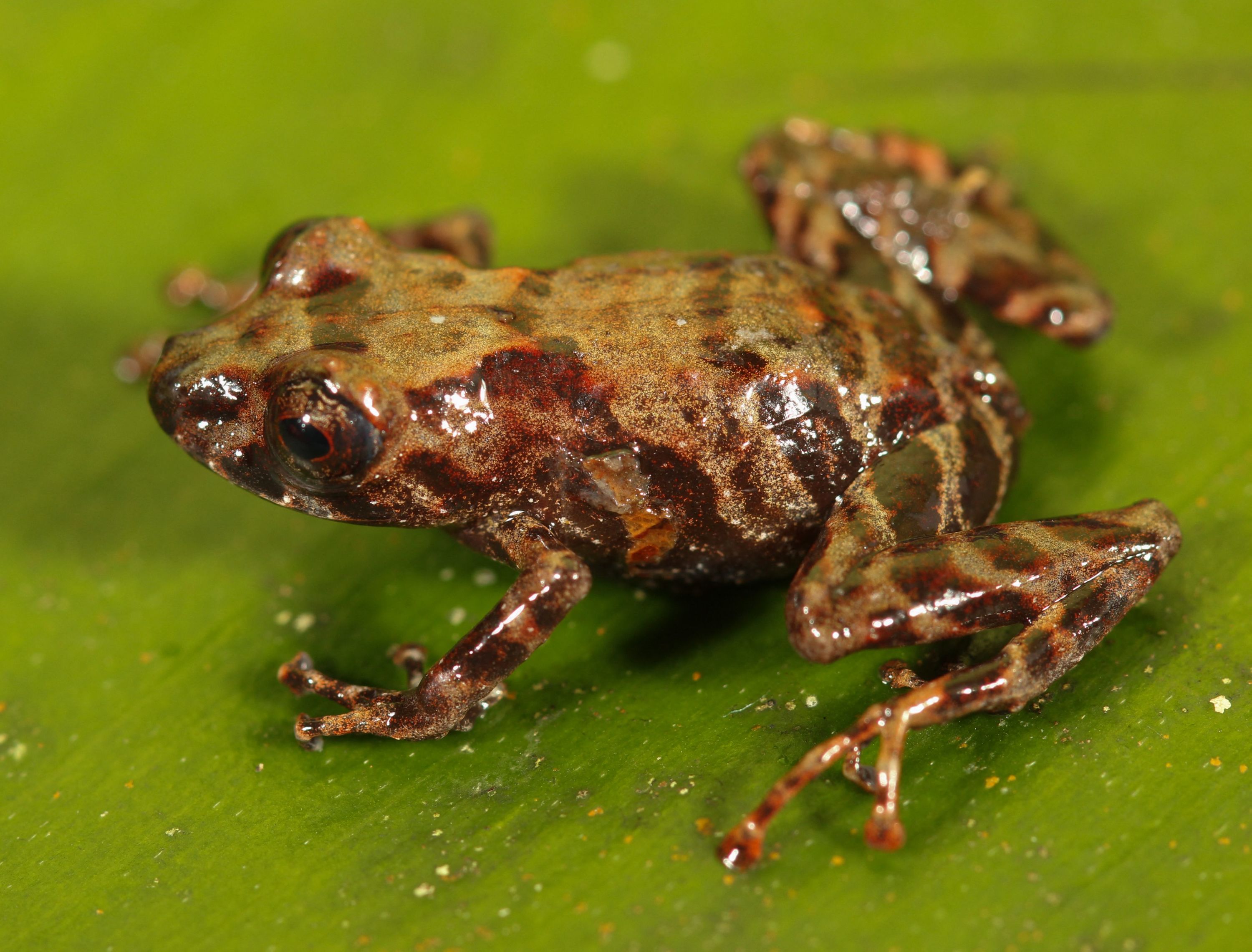 Une nouvelle espèce de grenouille découverte en forêt ienne péruvienne