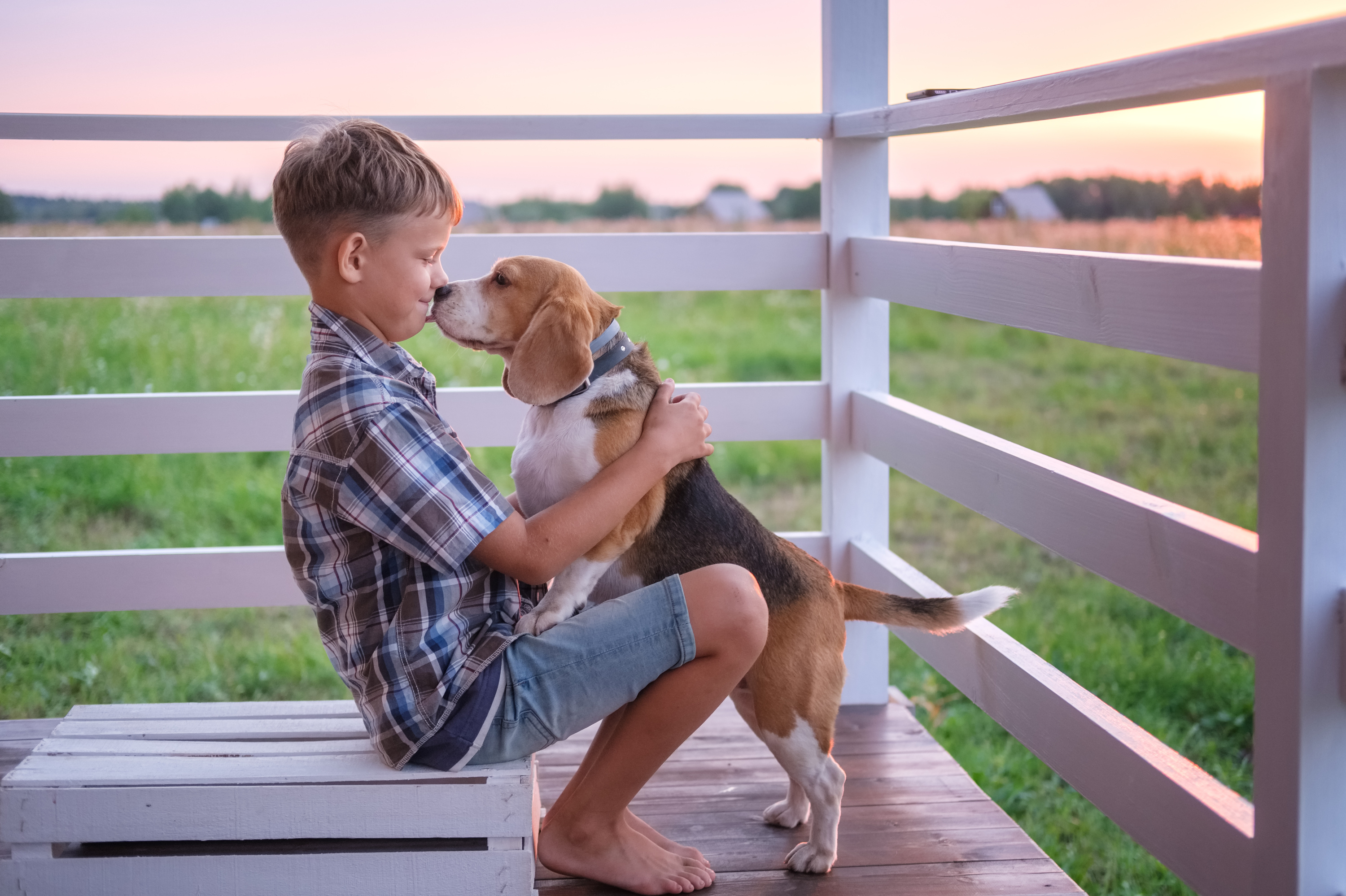 Chien : pourquoi choisir une race de taille moyenne ?