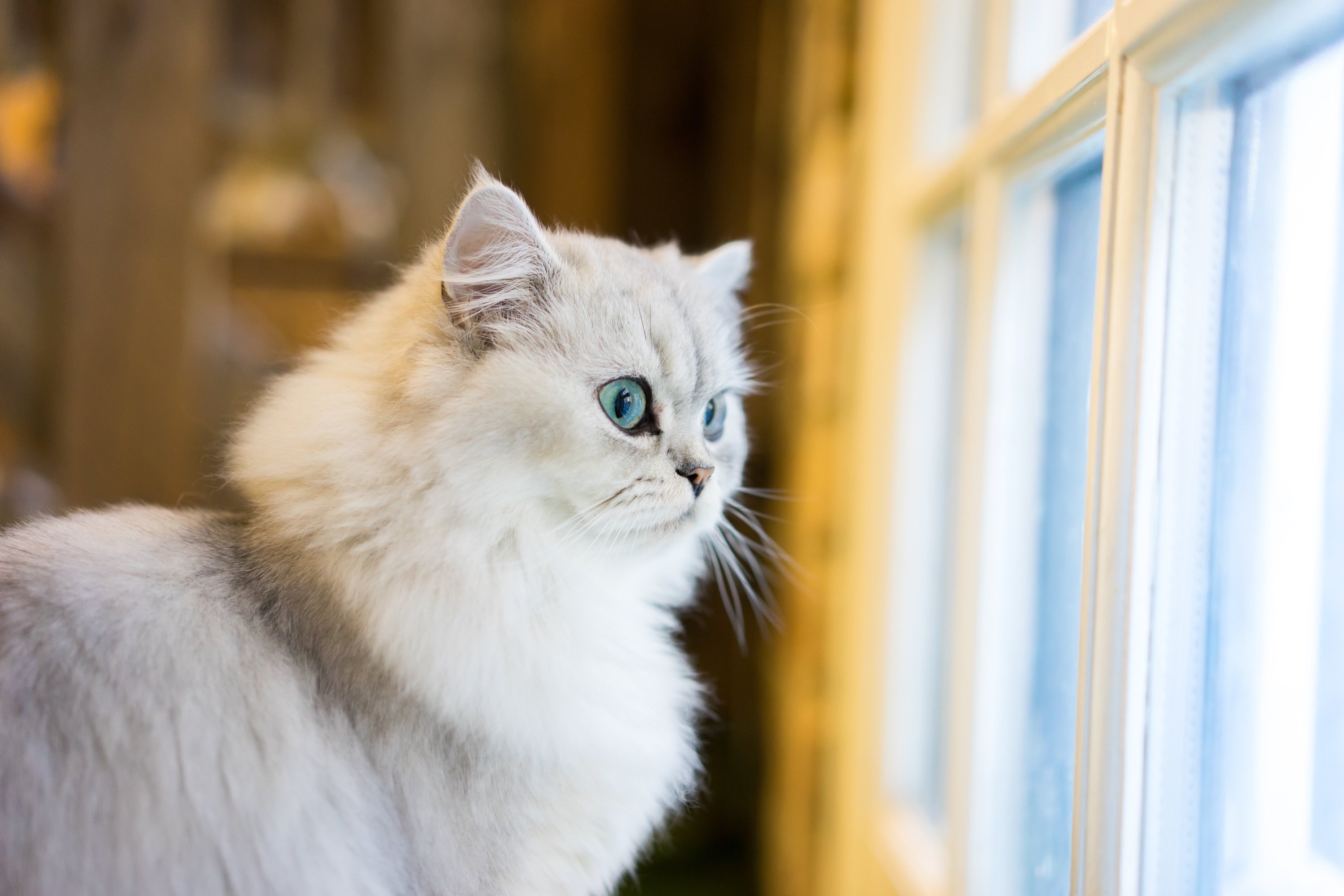 5 raisons pour lesquelles des races de chats sont chères - Santévet