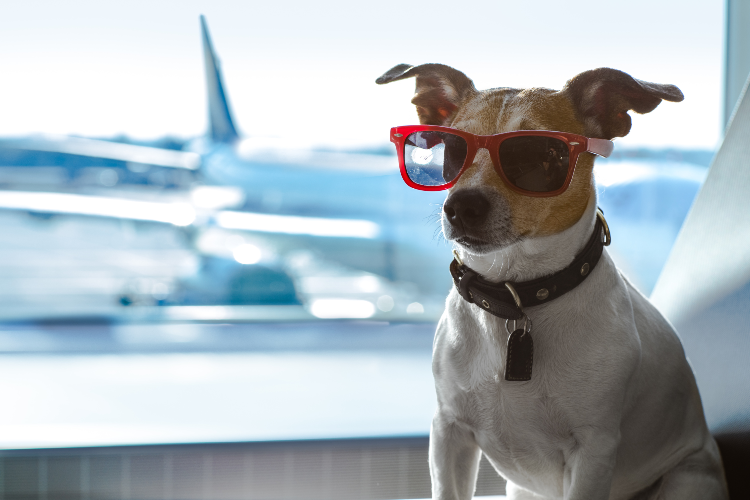 Prendre l'avion avec mon chien ? Sac aux normes IATA.