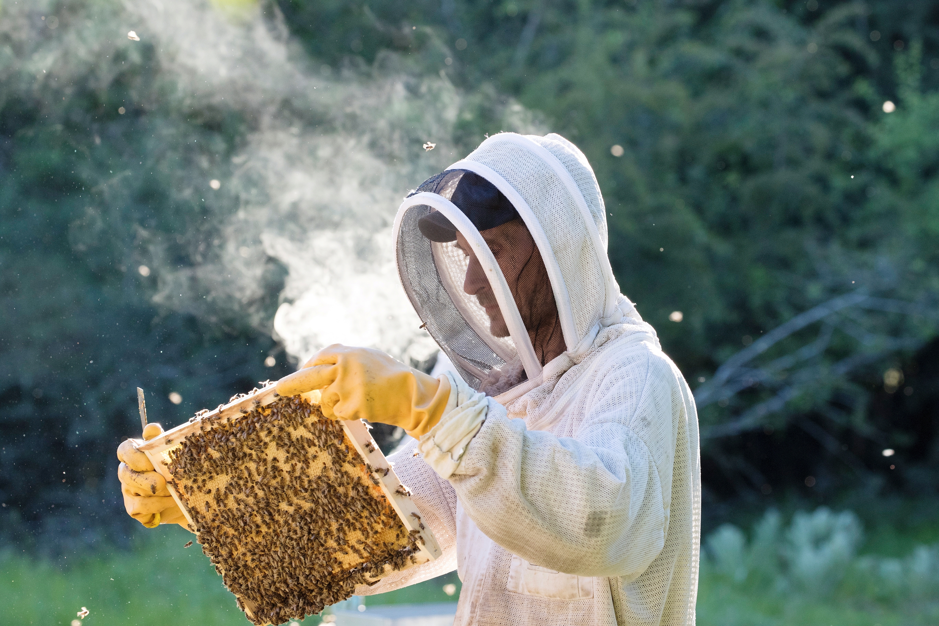 Miel : les années noires se suivent pour les apiculteurs