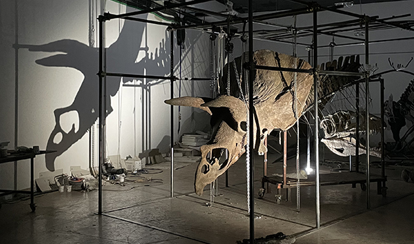 Le plus grand tricératops du monde exposé à Paris à partir du 16 septembre