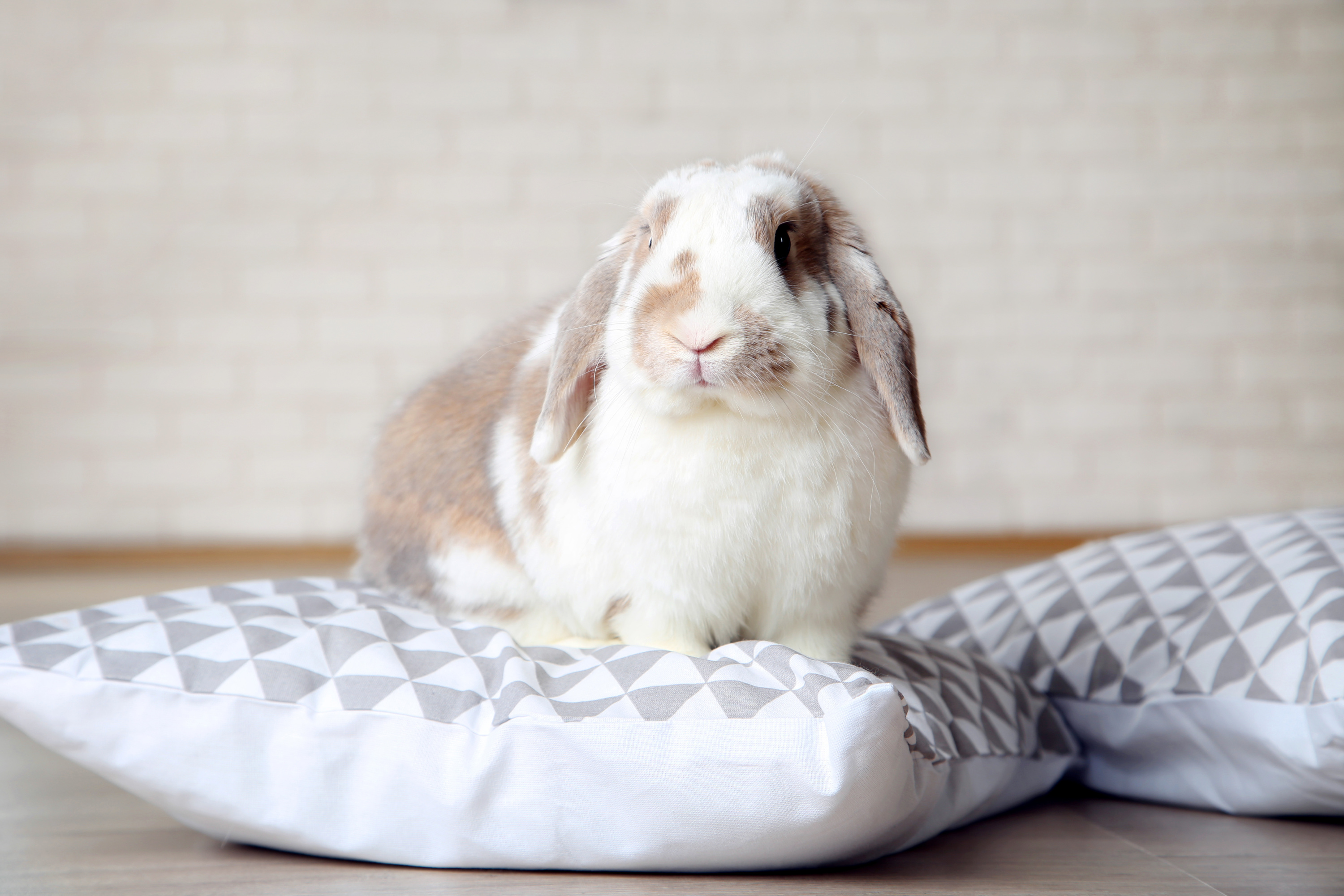 Litière lapin nain : choisir une litière saine et adaptée