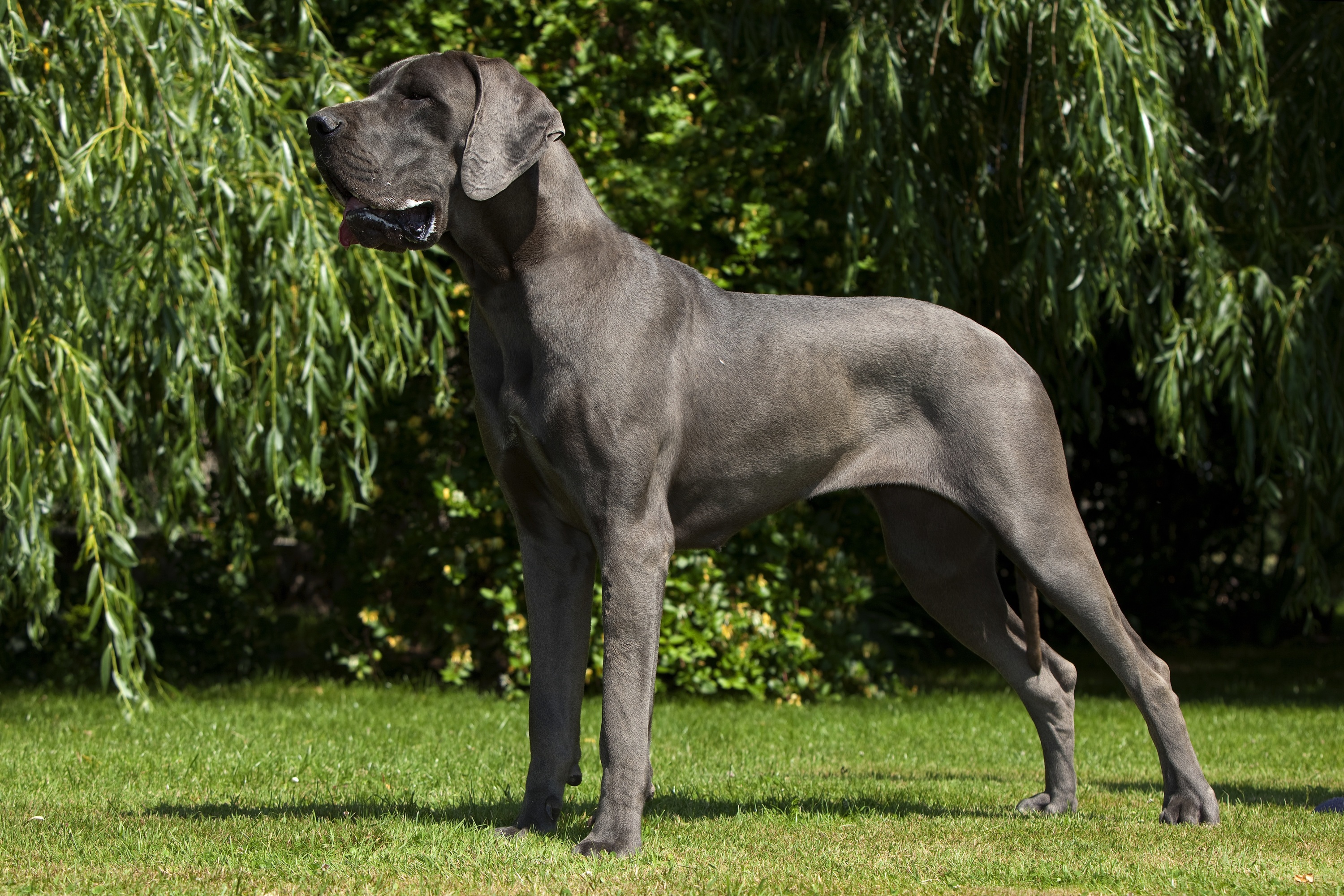 Самая большая разновидность. Мастиф Зевс. Большая собака дог порода. Немецкий дог рост. Огромная гладкошерстная собака.